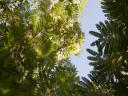 Mimosa_sky.jpg