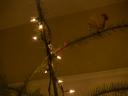 christmastree_splint.jpg