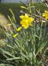 daffodil.jpg