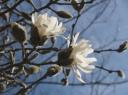 magnolia.jpg