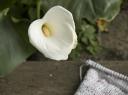 callalily.jpg