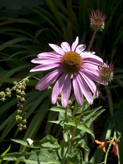echinacea.jpg echinacea.jpg