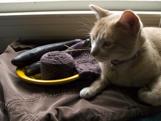 wine_roses_eggplant_cat.jpg wine_roses_eggplant_cat.jpg