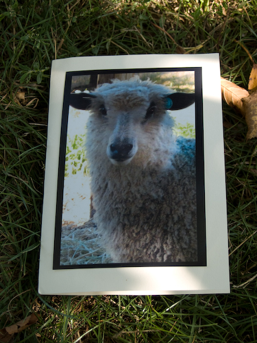 bellwether_card