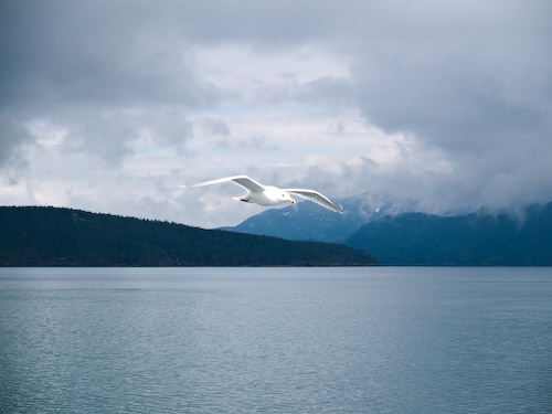gull.jpg gull.jpg