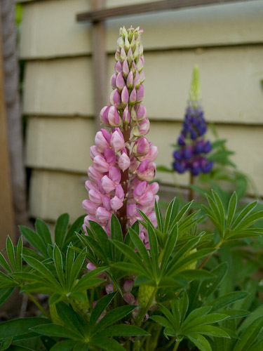 lupines