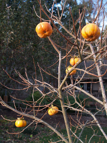 persimmons