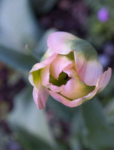 pinktulip pinktulip